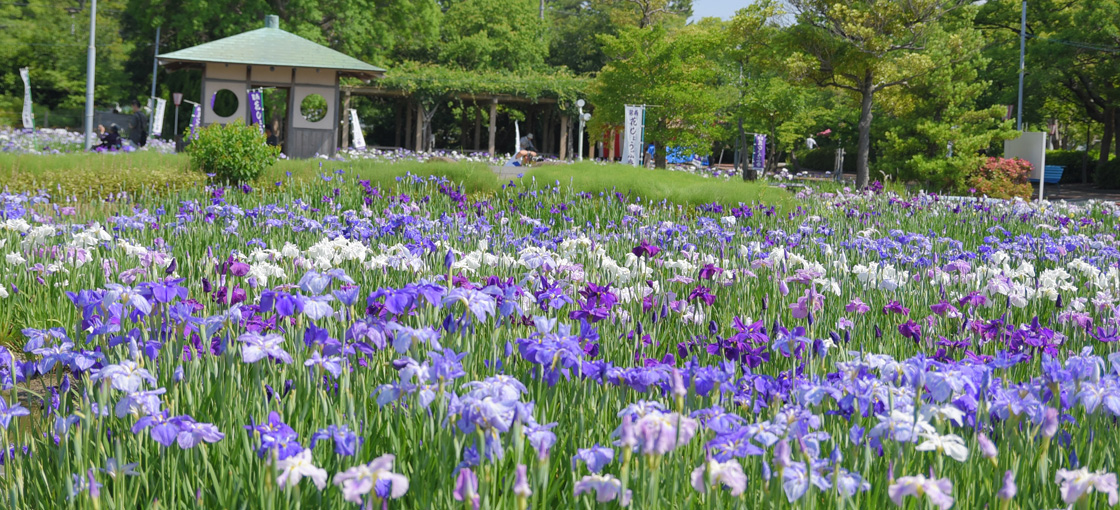 Hana-Shobu Iris Festival