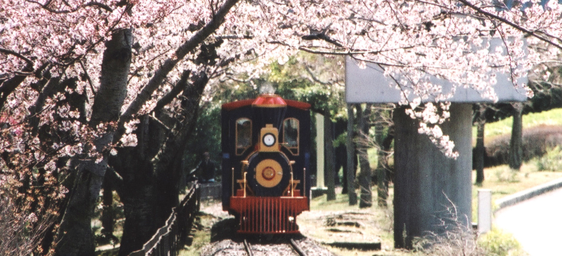 Akashi Park Sakura Cherry Blossoms Festival