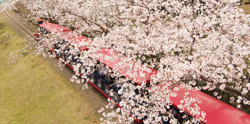 아카시 공원 벚꽃 축제