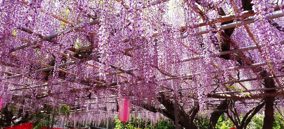 เทศกาลดอกฟูจิที่สวนโคโตเอ็น