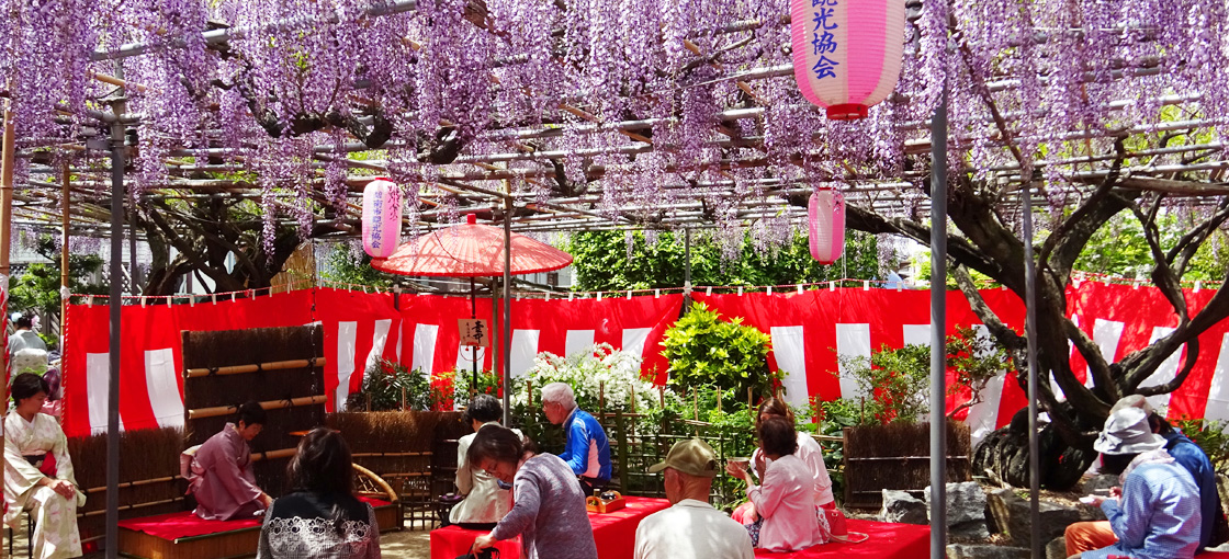 เทศกาลดอกฟูจิที่สวนโคโตเอ็น