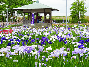 Aburagafuchi Hana-Shobu Iris Garden hanashobuen